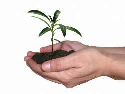 Seedling